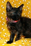 Anise the Lovely Kitten