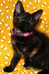Anise the Lovely Kitten
