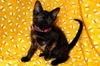 Anise the Lovely Kitten