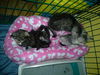 Bay the Social Kitten