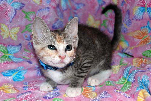 Bay the Social Kitten