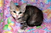 Bay the Social Kitten