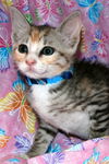Bay the Social Kitten