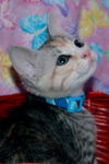 Bay the Social Kitten