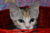 Bay the Social Kitten