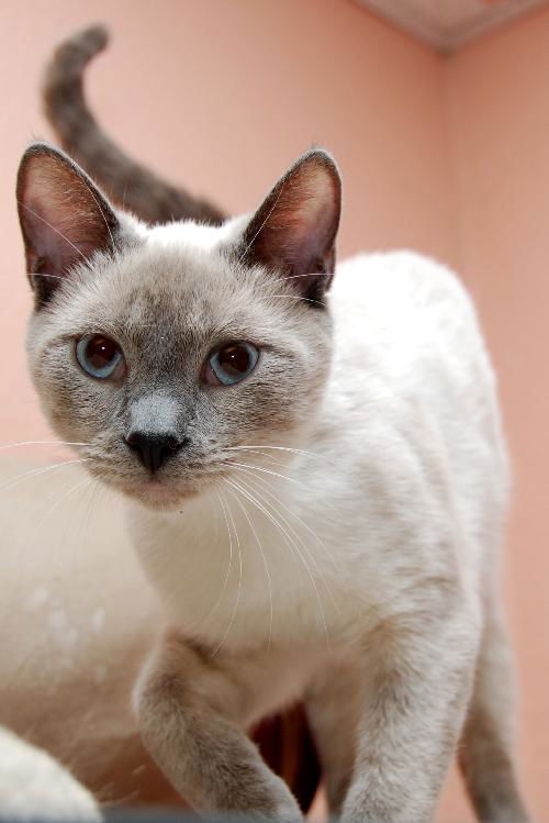 Wonton the Lilac Pt Siamese
