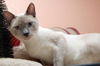 Wonton the Lilac Pt Siamese