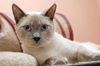 Wonton the Lilac Pt Siamese