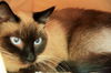 Cuddle Bug the Chocolate Point