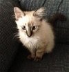 Si the Siamese Kitten