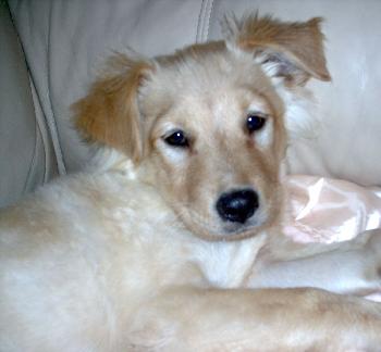 Lady the Retriever Puppy