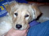 Lady the Retriever Puppy