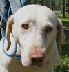 Sable the Mama Lab