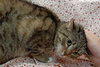 Mini the Shy Girl