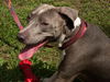 Tika the Beautiful Girl
