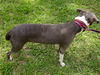 Tika the Beautiful Girl