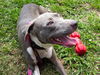 Tika the Beautiful Girl