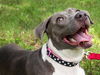 Tika the Beautiful Girl