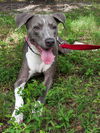Tika the Beautiful Girl