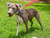 Tika the Beautiful Girl