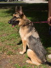 Prince the Energetic GSD
