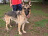 Prince the Energetic GSD