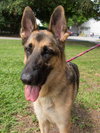 Prince the Energetic GSD