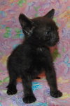 McCartney the Kitten