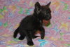 McCartney the Kitten