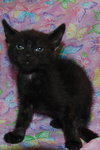 McCartney the Kitten
