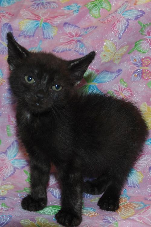 McCartney the Kitten