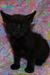 McCartney the Kitten