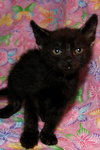 McCartney the Kitten