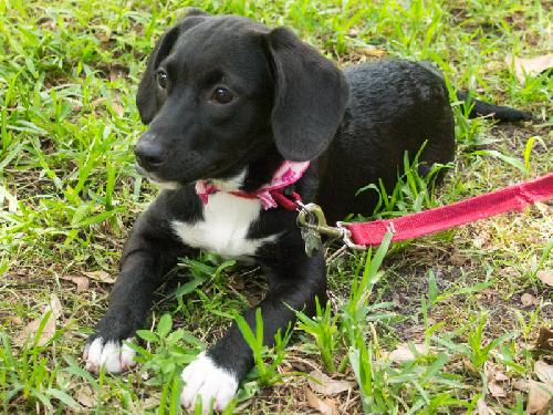 Black lab with white chest hot sale and paws