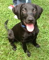 Haruko the Trained Black Lab Puppy