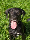 Haruko the Trained Black Lab Puppy