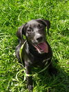 Haruko the Trained Black Lab Puppy