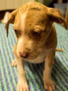 Avery the Catahoula Puppy