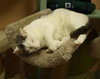 Levi Laid Back and Loving