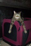 Chuckie the Lap Cat
