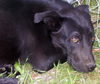 Eddie Munster the Lab