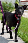 Eddie Munster the Lab