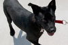 Eddie Munster the Lab
