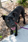 Eddie Munster the Lab