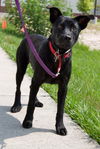 Eddie Munster the Lab
