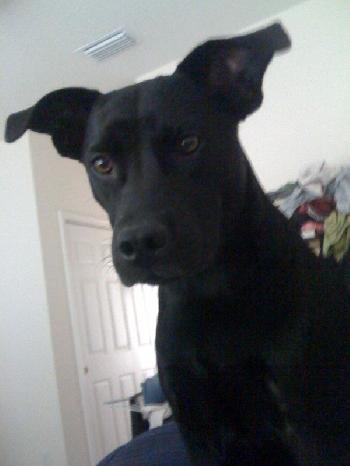 Eddie Munster the Lab