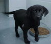 Ergo Nobbi the Tri-legged Puppy