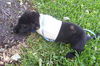 Ergo Nobbi the Tri-legged Puppy