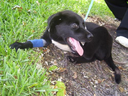 Ergo Nobbi the Tri-legged Puppy