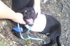 Ergo Nobbi the Tri-legged Puppy